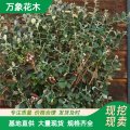 直供萬象花木 菲油果棒棒糖型 根系發達 抗性強 盆栽觀賞