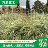 直供花叶芒 长期供应 草本植物净化水质四季常青 切花材料