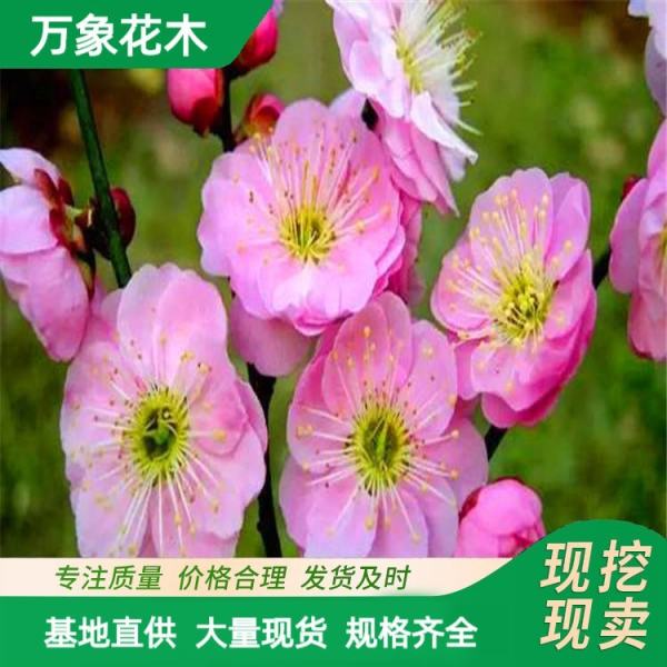 室内开花盆栽树苗