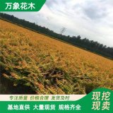 金陵黄枫景区园林造景行道绿化庭荫种植市政路边观赏