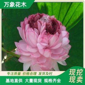 直供千瓣莲 并蹄 莲花苗 荷花苗 观赏花卉 池塘绿化 水体造景