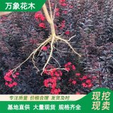 直供供應(yīng) 黑鉆石紫薇 花海工程打造 園林小區(qū)造景綠化苗