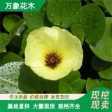 直供萬(wàn)象花木出售 水**、水金英小苗 池塘水體裝飾