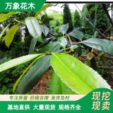 直供萬(wàn)象花木出售 苦丁茶樹苗 園林道路綠化四季常青