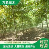 青桐景区园林造景行道防护庭荫绿化树地被护坡规格齐全