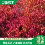 直供苗圃基地碱蓬草 花坛花镜花海工程布置 护坡荒山造景地被植物