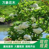 直供基地供應(yīng) 中華木繡球 庭院陽臺(tái)開花植物 園林觀賞花卉