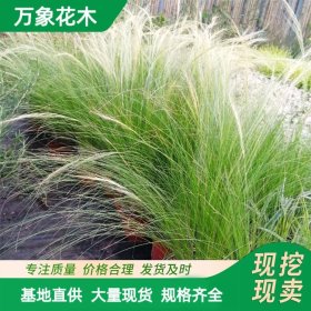 直供万象花木细茎针茅墨西哥羽毛草护坡绿化公园行道植载