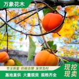 直供万象花木柿子树绿化苗木果实香甜城市道路风景树