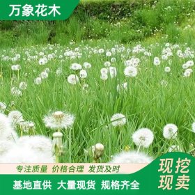 直供万象花木 蒲公英苗 公园地被园林 绿化工程用苗