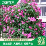 蔷薇 墙体绿篱观赏植物小区庭院公园造景绿化市政园林工程