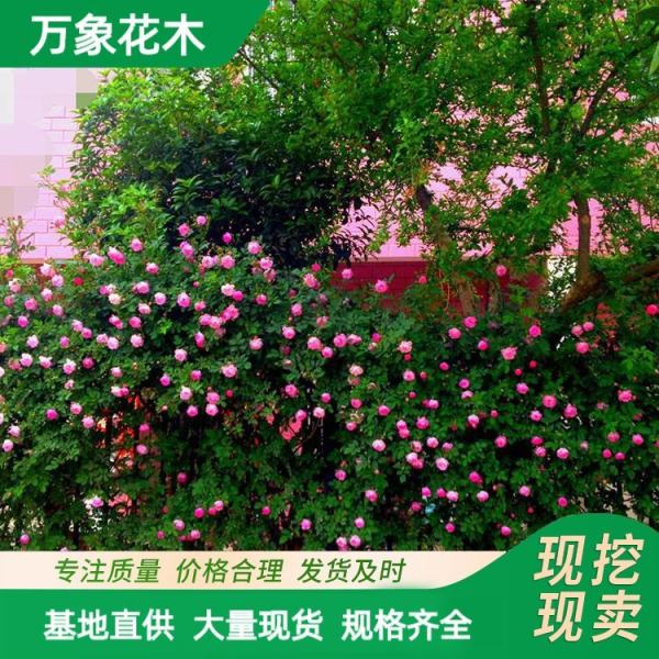 薔薇價格