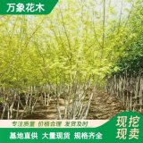 直供萬(wàn)象花木出售糖槭 糖楓 耐寒耐旱 適應(yīng)性強(qiáng) 城鄉(xiāng)綠化造景美化樹