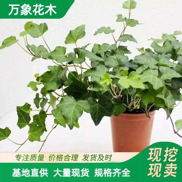 盆栽室內(nèi)垂吊植物