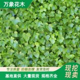 直供萬象花木綠化常春藤盆栽室內(nèi)垂吊植物好養(yǎng)護綠植四季常青