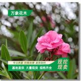 直供花木粉花夹竹桃观赏常绿 花大艳丽绿化园林苗木