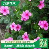 直供萬象花木長春花 園林綠化草類植物 天天開花植物 小蝌蚪