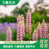 直供万象花木羽扇豆 又称鲁冰花 一年生草本 花色鲜艳