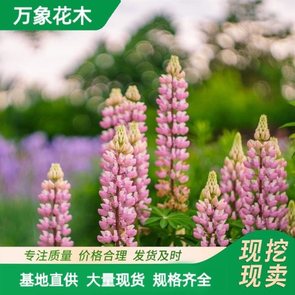 萬象花木羽扇豆