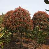 基地出售，大冠幅紅葉石楠，產地直銷