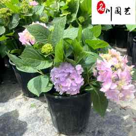 成都绣球花苗圃基地直供 园林绿化八仙花 自产自销价低物美