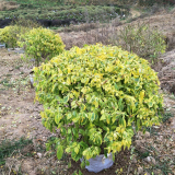 花叶连翘小苗 绿化造景栽植观赏苗 基地大量批发出售