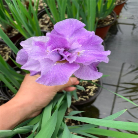 西伯利亚鸢尾 基地种植 水生绿化栽植小苗 量大 基地批发直供