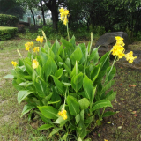 美人蕉 水生植物多年生大型種苗 公園池塘綠化專用