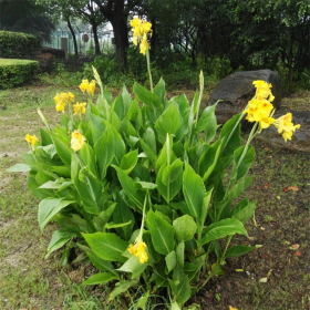 美人蕉 水生植物多年生大型种苗 公园池塘绿化专用