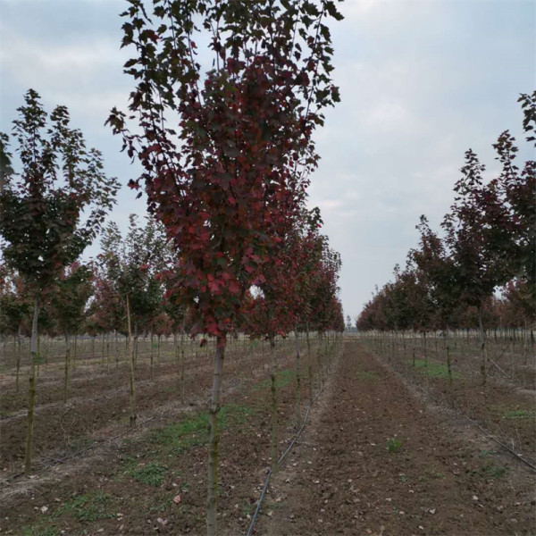 紅花槭