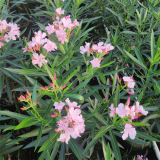 基地供應粉花夾竹桃 公園小區(qū)風景行道樹 花壇花鏡造景樹