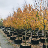 紅花槭 太陽(yáng)谷 市政景區(qū)造景觀賞行道樹 公園道路園林綠化工程苗