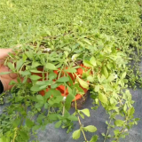 姬巖垂草 花序大 庭院道路校園廠區(qū)綠化 打造花海園林配置苗