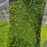 金沙蔓別名伏脅花 花壇花鏡花海觀賞性植物 園林綠化工程色塊苗