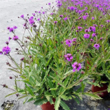 馬鞭草小苗 綠地叢植點綴 庭院花鏡花海用苗 喜陽光充足環(huán)境