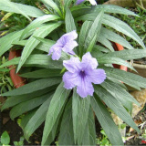 基地出售 蘭花莉小苗 花壇花鏡花海觀賞性種植 庭院小區(qū)園林綠化苗