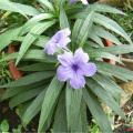 基地出售 兰花莉小苗 花坛花镜花海观赏性种植 庭院小区园林绿化苗