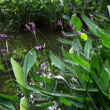 水竹芋 再力花批發(fā) 草本植物種植基地 河道池塘水體治理綠化苗