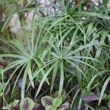 風(fēng)車草 多年生草本植物 植株茂密 適宜作園林水景造景綠化苗