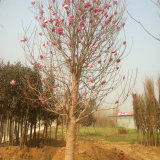 紫玉蘭園林景觀行道樹 綠化工程樹 基地大量種植 樹形美觀