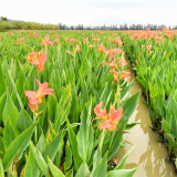 水生美人蕉优良的园林河道湿地绿化 花镜花坛栽植苗