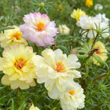 重瓣太陽花 半枝蓮 園林景觀種植根系發(fā)達漲勢快 公園租擺花卉