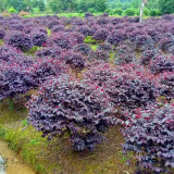 紅花繼木球 飽滿密實(shí) 80- 200cm 常年出售 綠化栽植造型球