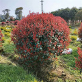 紅葉石楠球 四季常青庭院綠化籬笆 庭院小區(qū)園林綠化苗木