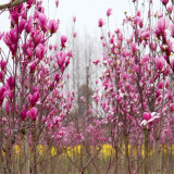 二乔玉兰移植苗 花大色艳 观赏绿化苗 公园 绿地庭园 生态景观孤植