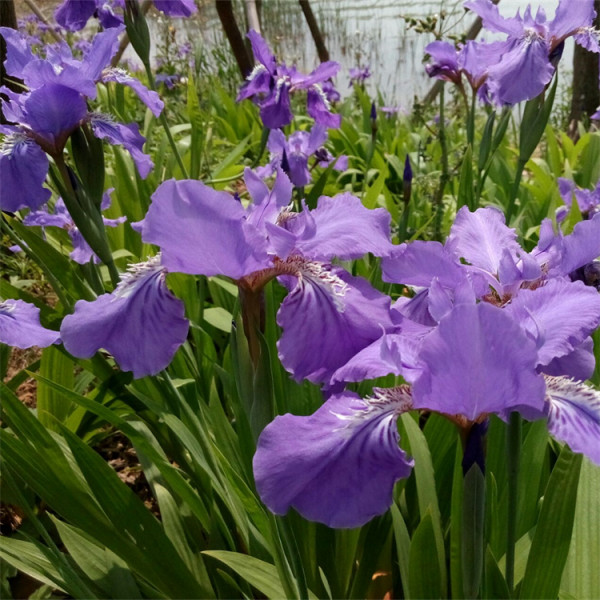 紫花鳶尾