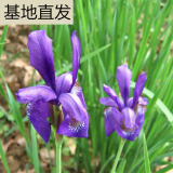 溪蓀 河道公園庭院水體綠化 觀賞性好 小區(qū)花鏡布景栽植苗