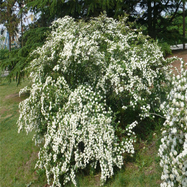 麻叶绣线菊