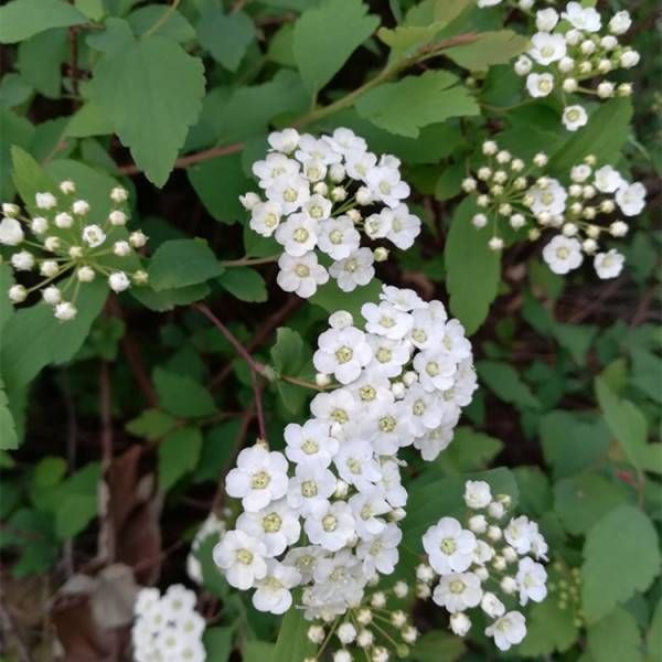 麻葉繡線菊