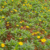 地被菊 宿根植物 色块 花海 当年生 长势快 当即时令花卉 租摆观赏